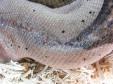 Weird Scales