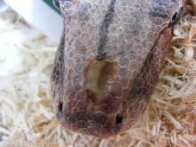 Boa Injury