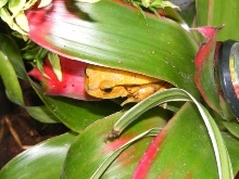 Male Tomato Frog