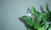 Samus' first picture