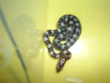 New Hatchling