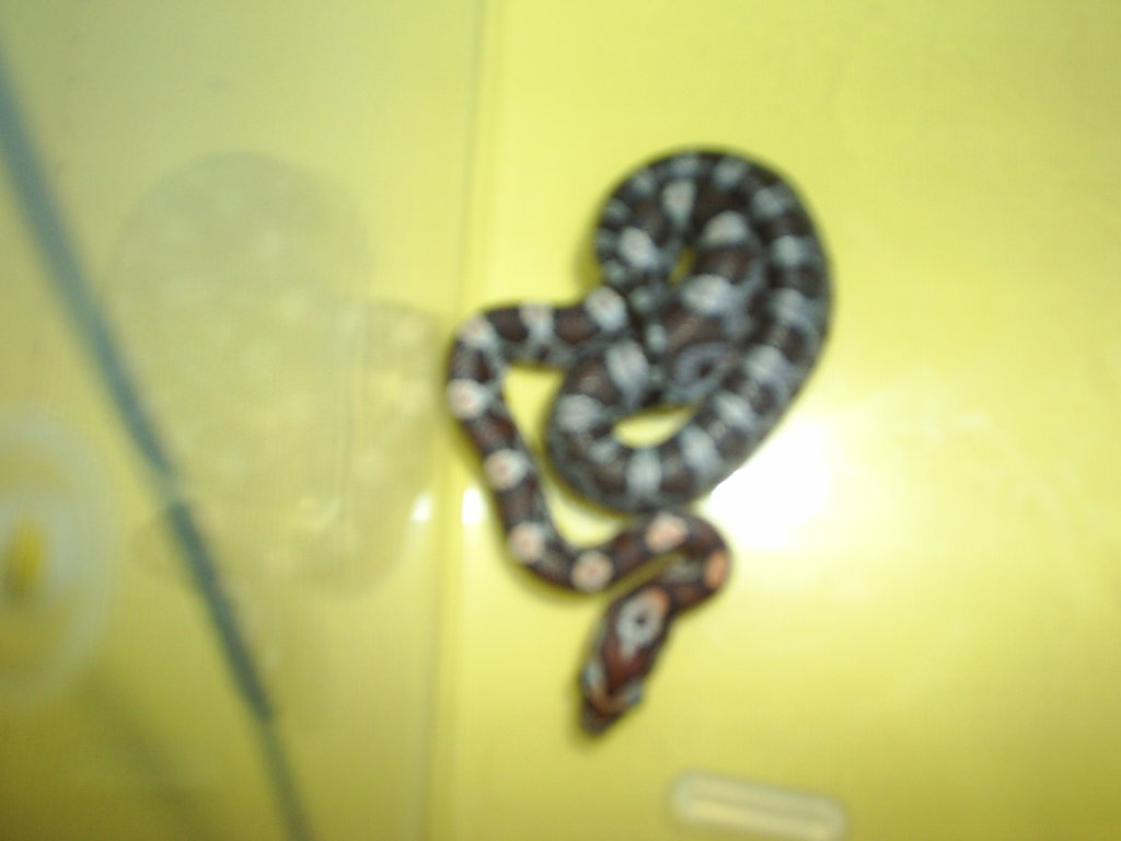 New Hatchling