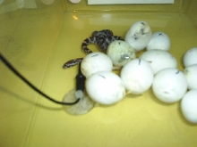 Our First Clutch and Baby
