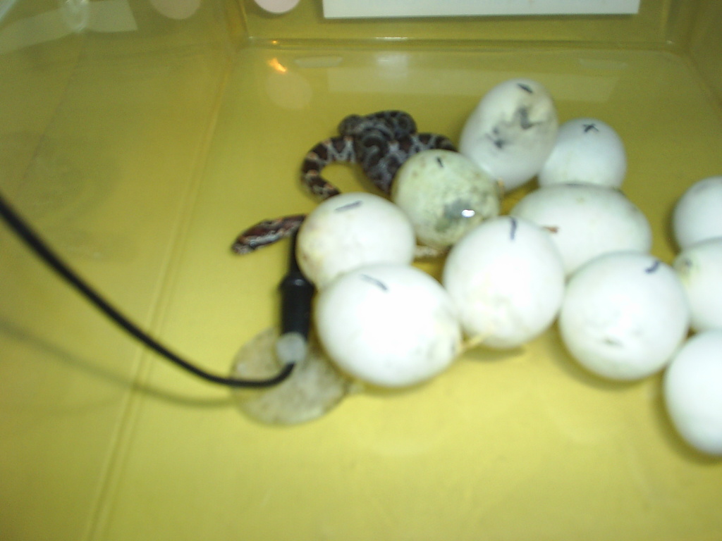 Our First Clutch and Baby