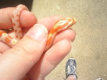 New Addition from Petco