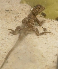 Jurassic Dragon Lizard 1