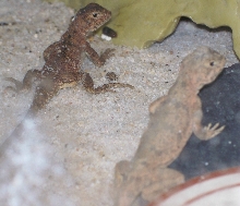 Jurassic Dragon Lizard 2