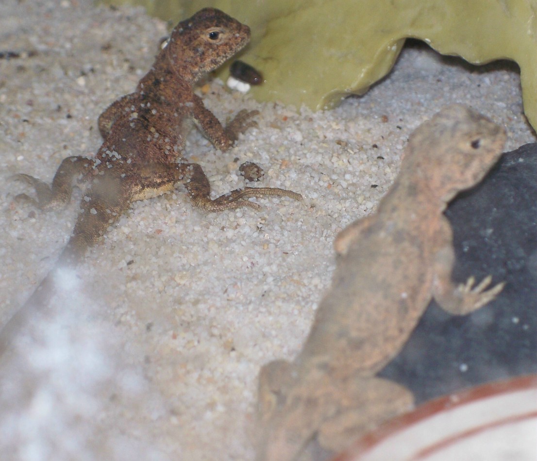 Jurassic Dragon Lizard 2