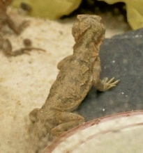 Jurassic Dragon Lizard 3