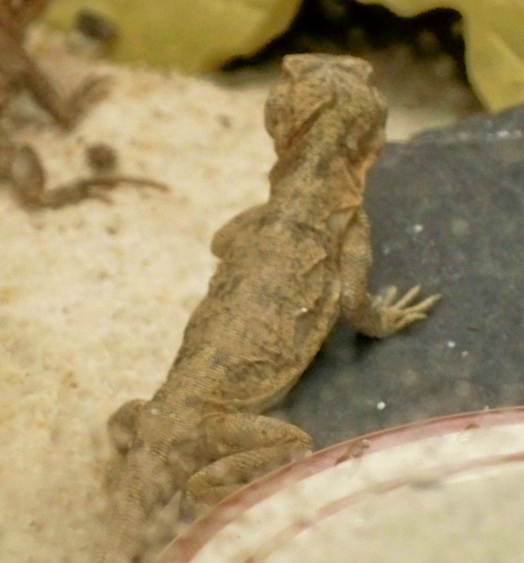 Jurassic Dragon Lizard 3