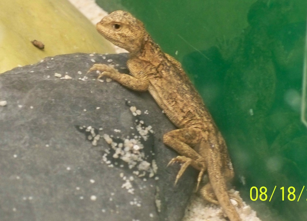 Jurassic Dragon Lizard 4