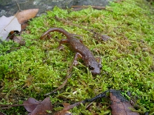 limestone salamander