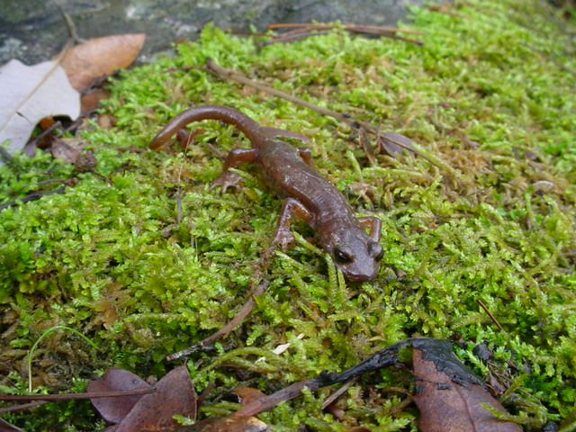 limestone salamander