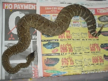 Fat rattler