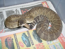 gravid female