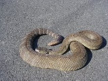 another pic "phat" male
