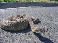 male C.v.organus