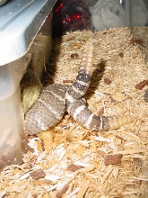 snake porno LOL