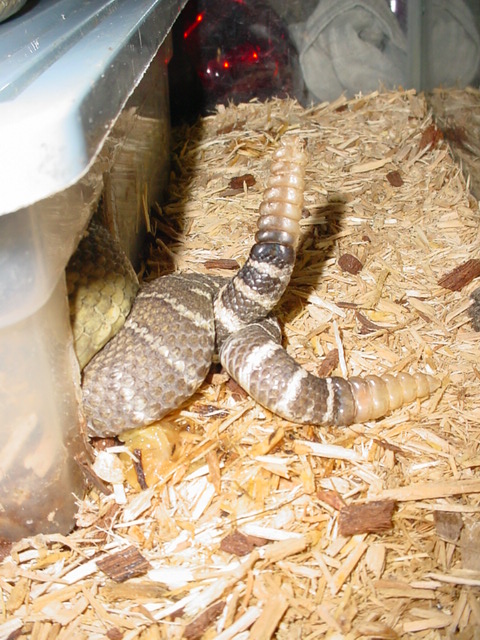 snake porno LOL