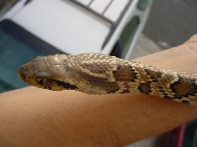 False water cobra