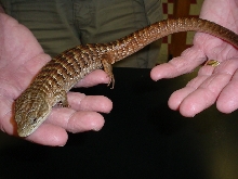 BIG 1