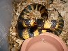 ringed python @ 1 1/2 year