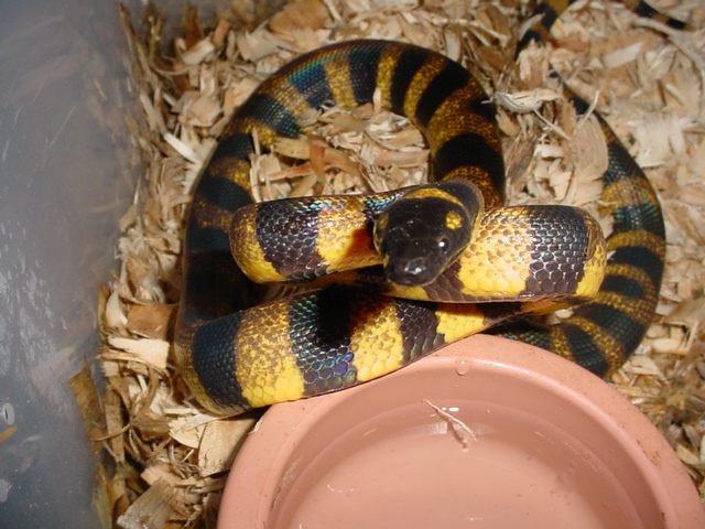 ringed python @ 1 1/2 year