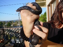 another pic of Indigo