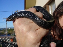 My first Indigo