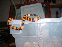 Ringed Python