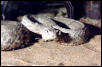 rattler