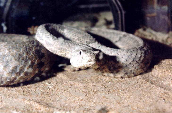 rattler