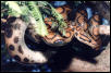 Rainbow boa