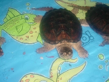 kiddie"turtle"pool