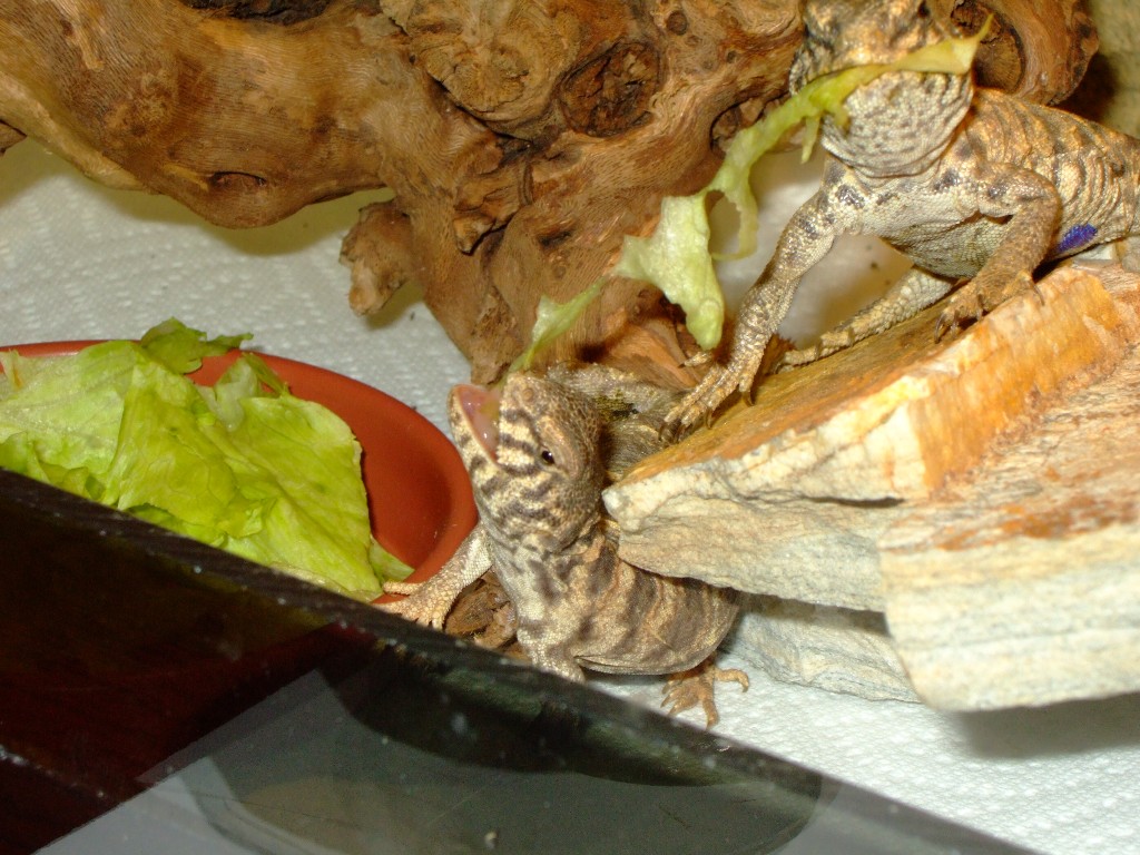 Sharing dinner