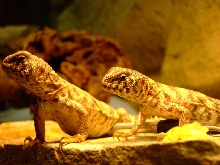 Griswald and Esmeralda !!!