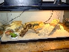 Temp Cage setup