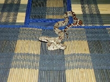 bci