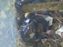 a black rat snake that i saved