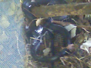 a black rat snake that i saved