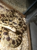 Sonoran Gopher Female