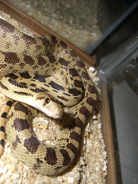 Sonoran Gopher Female