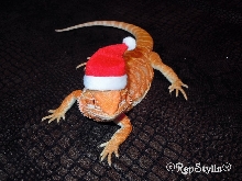 All That.... in a Santa Hat!