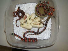 2006 honduran het albino hatchlings