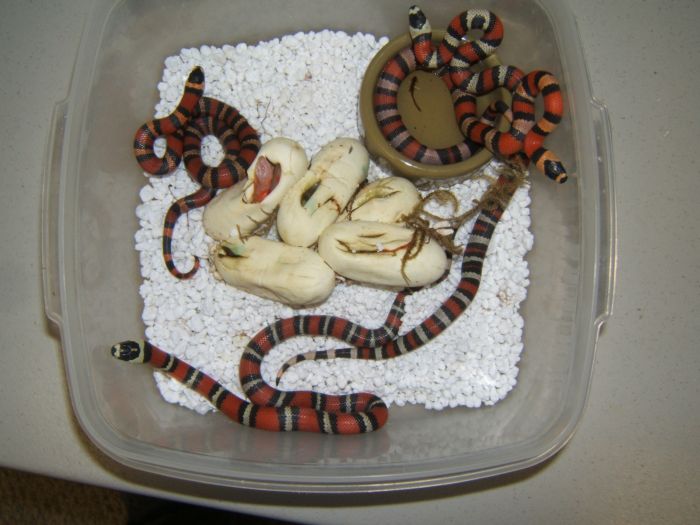 2006 honduran het albino hatchlings
