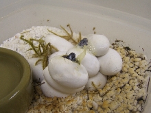 2007 clutch 1 hatching