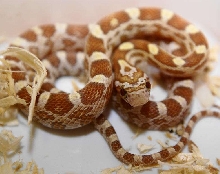 Golddust hatchlling