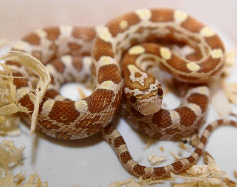 Golddust hatchlling