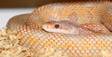 Hypo Texan