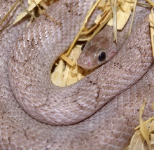 pewter cornsnake